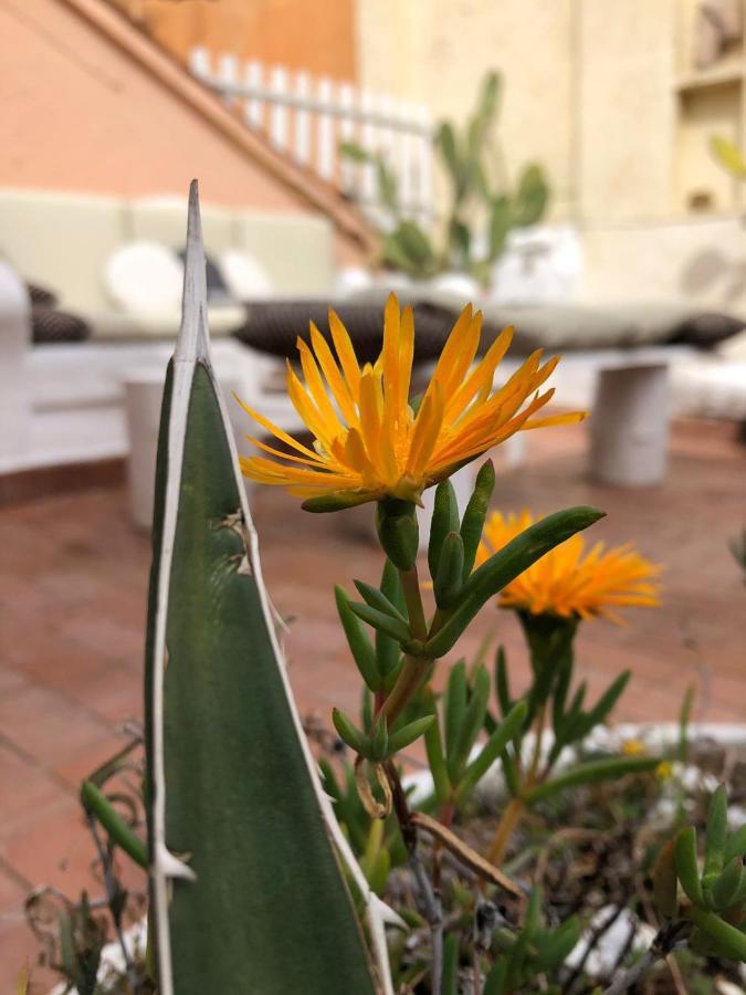 Navona Sunshine Big Terrace Apartment Rome Bagian luar foto